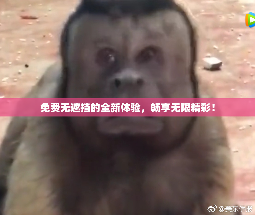 免费无遮挡的全新体验，畅享无限精彩！