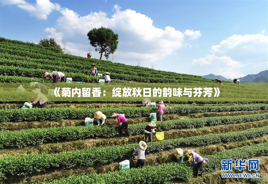 《菊内留香：绽放秋日的韵味与芬芳》