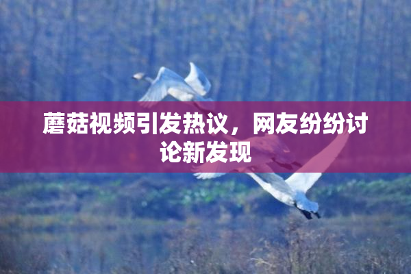 蘑菇视频引发热议，网友纷纷讨论新发现