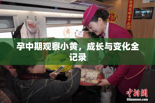 孕中期观察小黄，成长与变化全记录