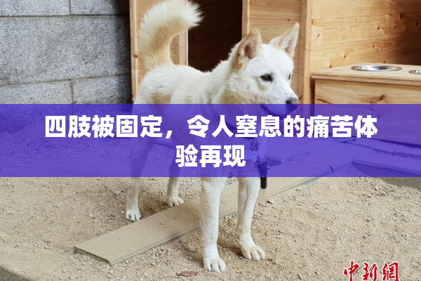 四肢被固定，令人窒息的痛苦体验再现