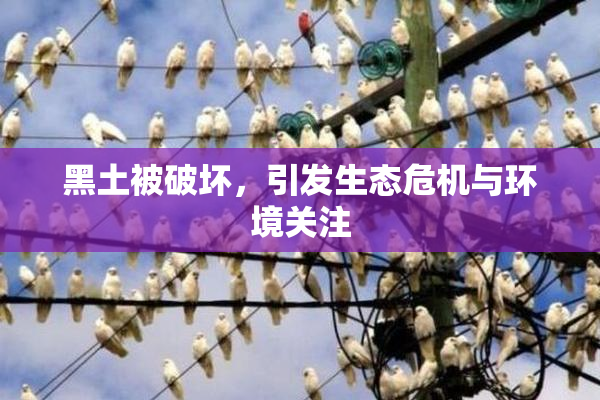 黑土被破坏，引发生态危机与环境关注