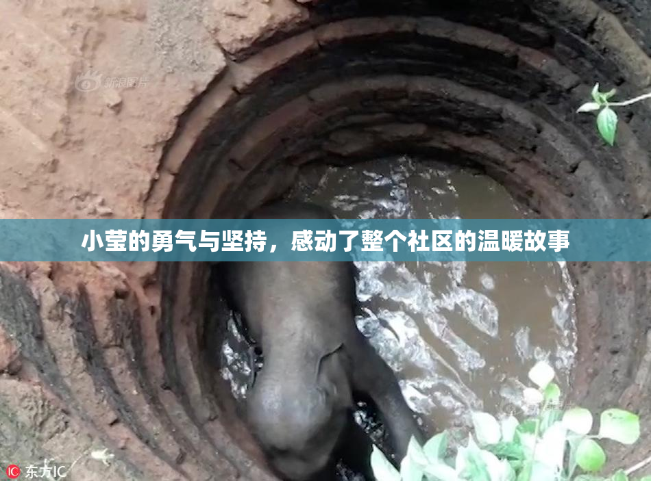 小莹的勇气与坚持，感动了整个社区的温暖故事