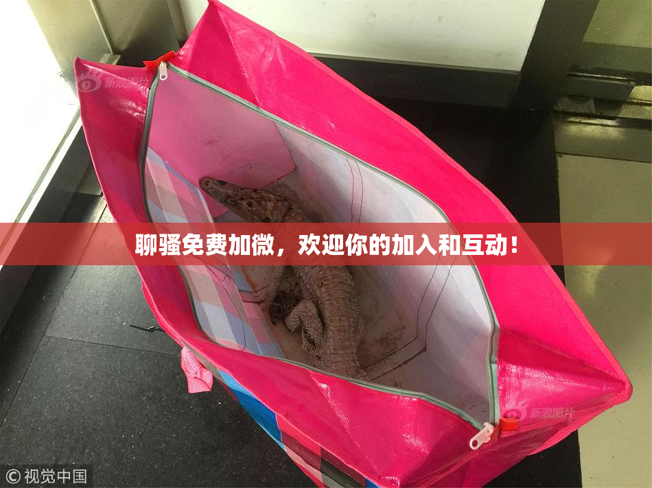 聊骚免费加微，欢迎你的加入和互动！