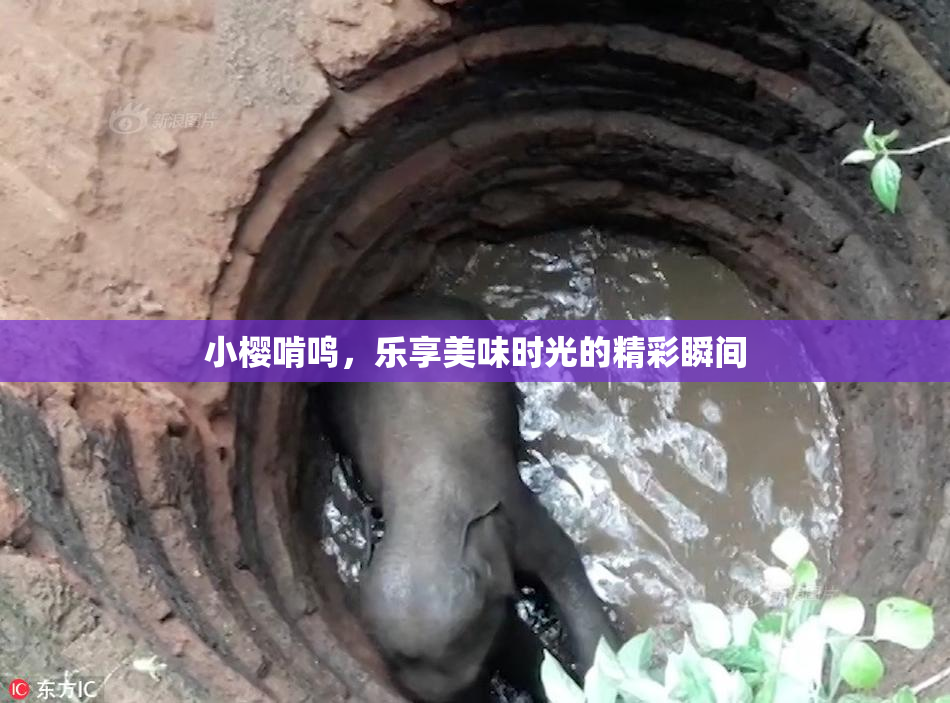 小樱啃鸣，乐享美味时光的精彩瞬间