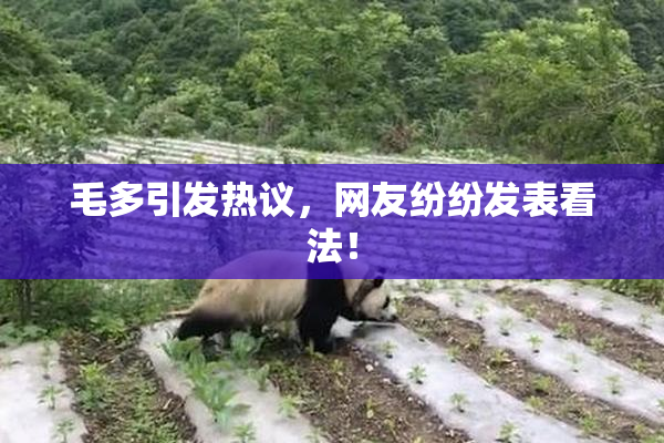 毛多引发热议，网友纷纷发表看法！
