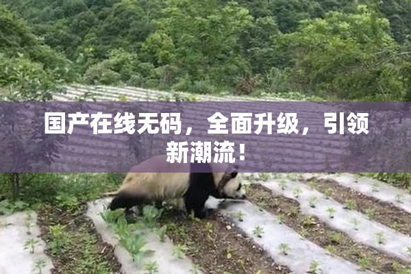 国产在线无码，全面升级，引领新潮流！