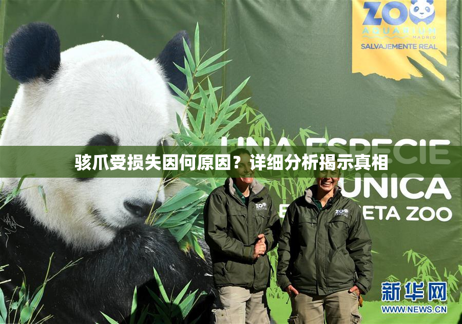 骇爪受损失因何原因？详细分析揭示真相