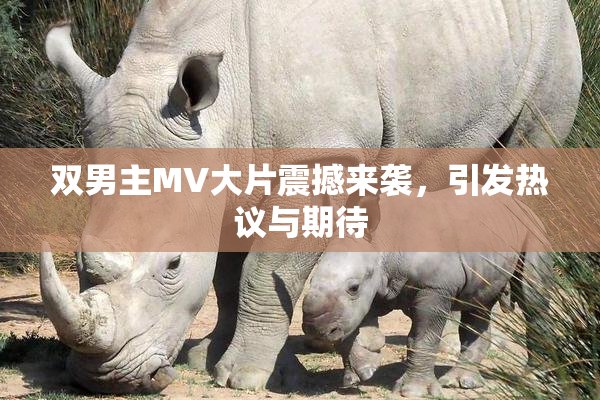双男主MV大片震撼来袭，引发热议与期待