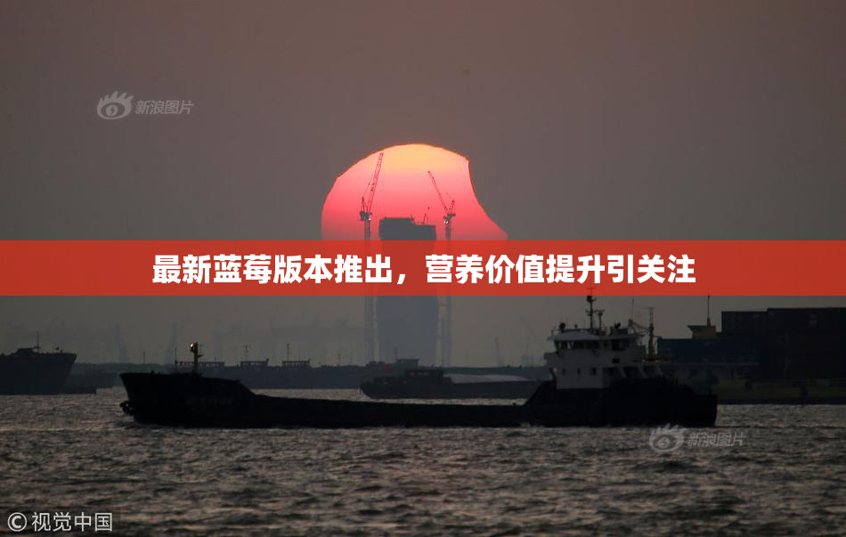 最新蓝莓版本推出，营养价值提升引关注