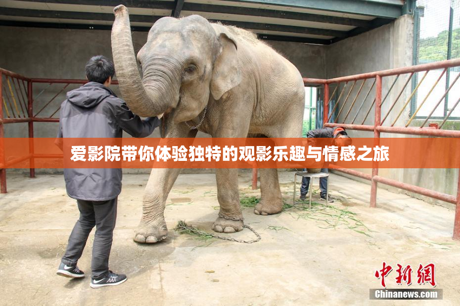 爱影院带你体验独特的观影乐趣与情感之旅