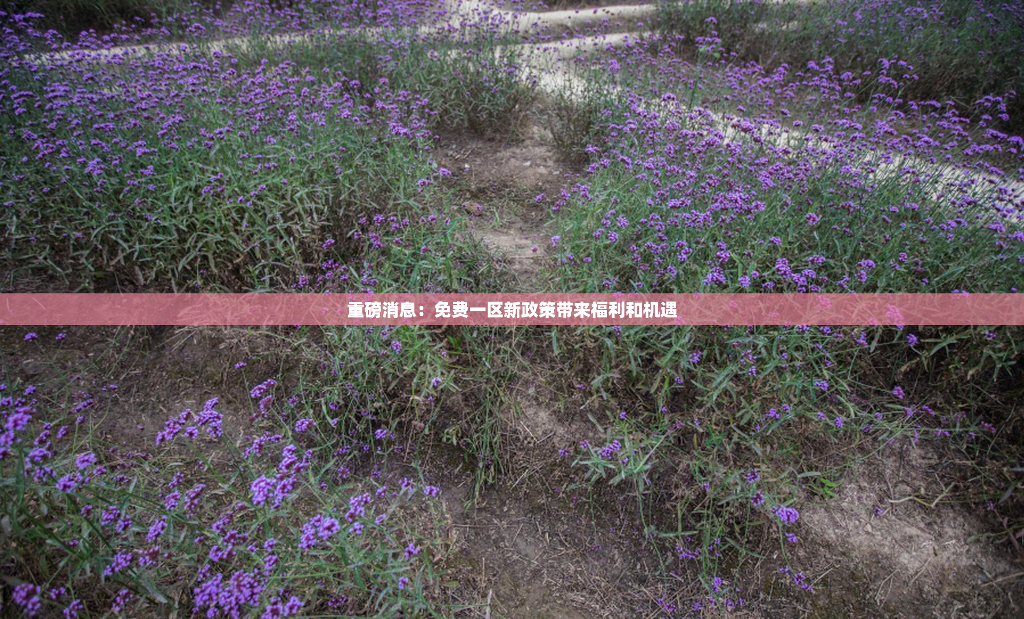 重磅消息：免费一区新政策带来福利和机遇