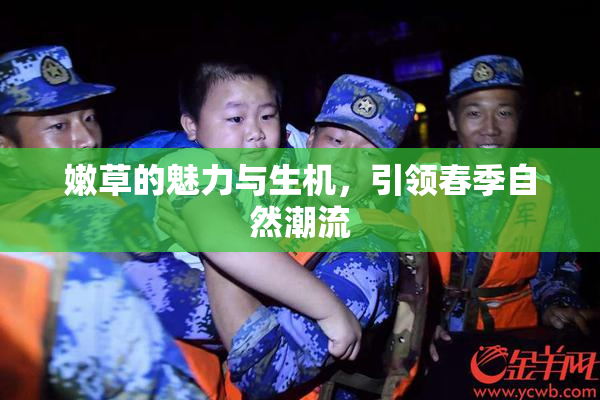 嫩草的魅力与生机，引领春季自然潮流