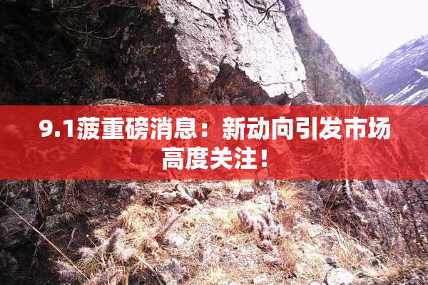9.1菠重磅消息：新动向引发市场高度关注！