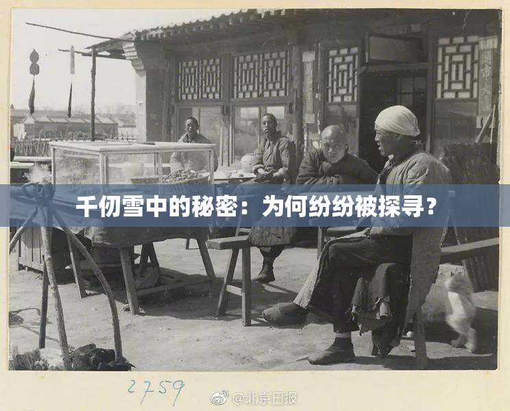 千仞雪中的秘密：为何纷纷被探寻？