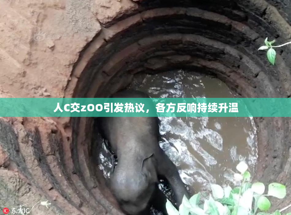 人C交zOO引发热议，各方反响持续升温