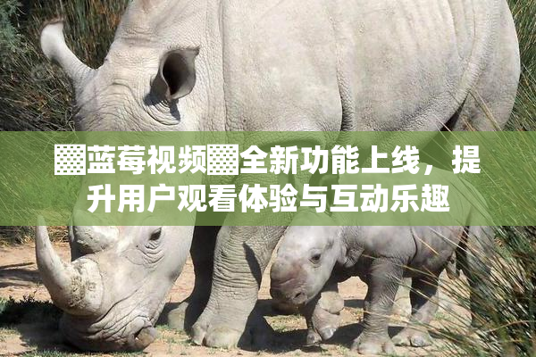▓蓝莓视频▓全新功能上线，提升用户观看体验与互动乐趣