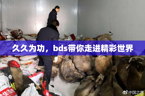 久久为功，bds带你走进精彩世界