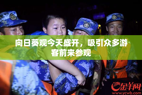 向日葵观今天盛开，吸引众多游客前来参观