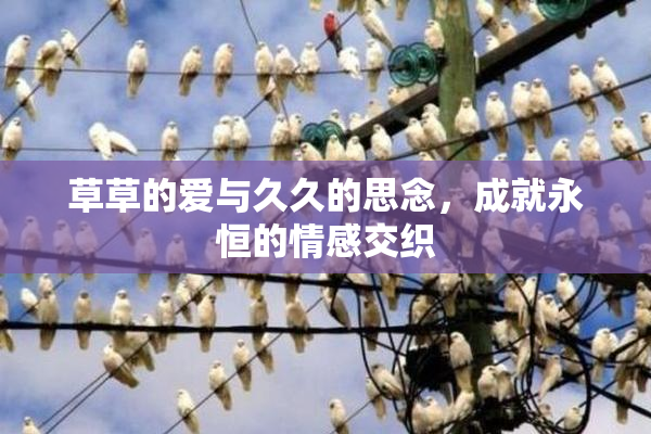 草草的爱与久久的思念，成就永恒的情感交织
