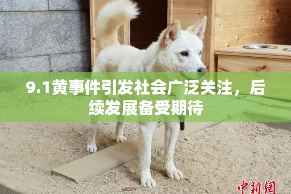 9.1黄事件引发社会广泛关注，后续发展备受期待