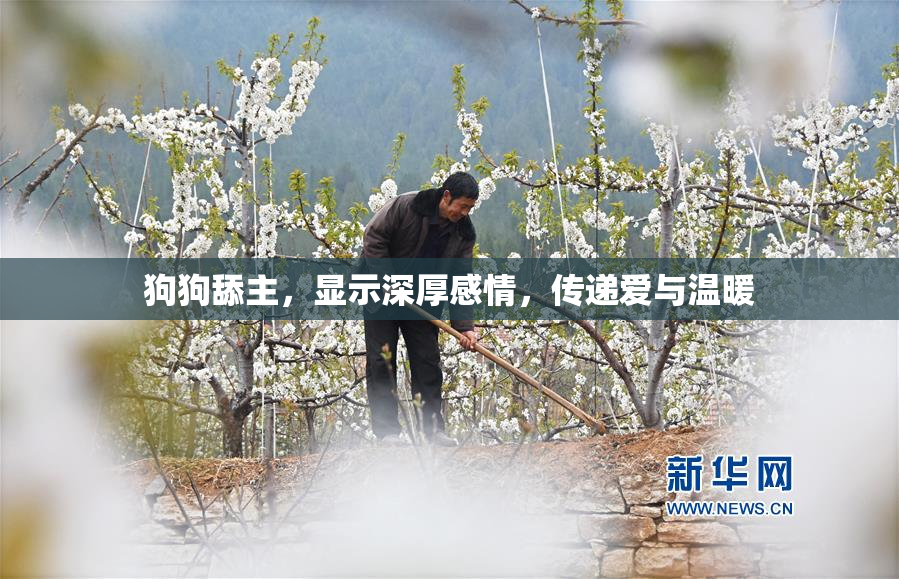 狗狗舔主，显示深厚感情，传递爱与温暖