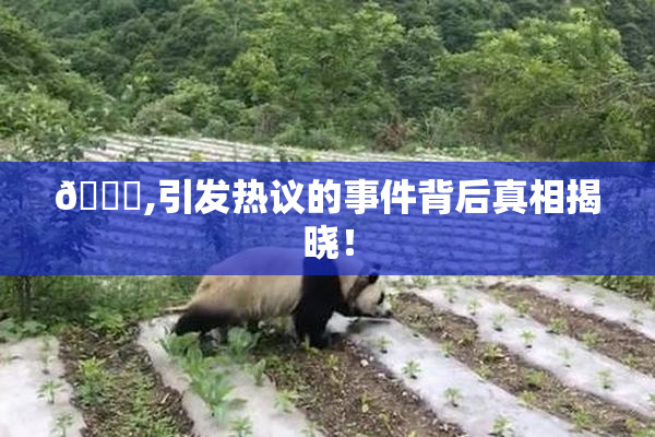 🈚,引发热议的事件背后真相揭晓！