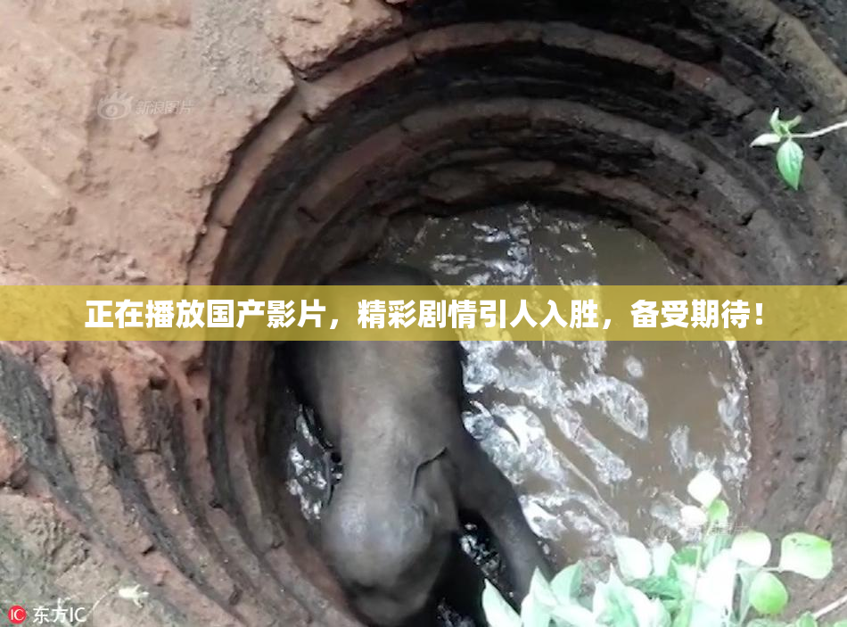 正在播放国产影片，精彩剧情引人入胜，备受期待！
