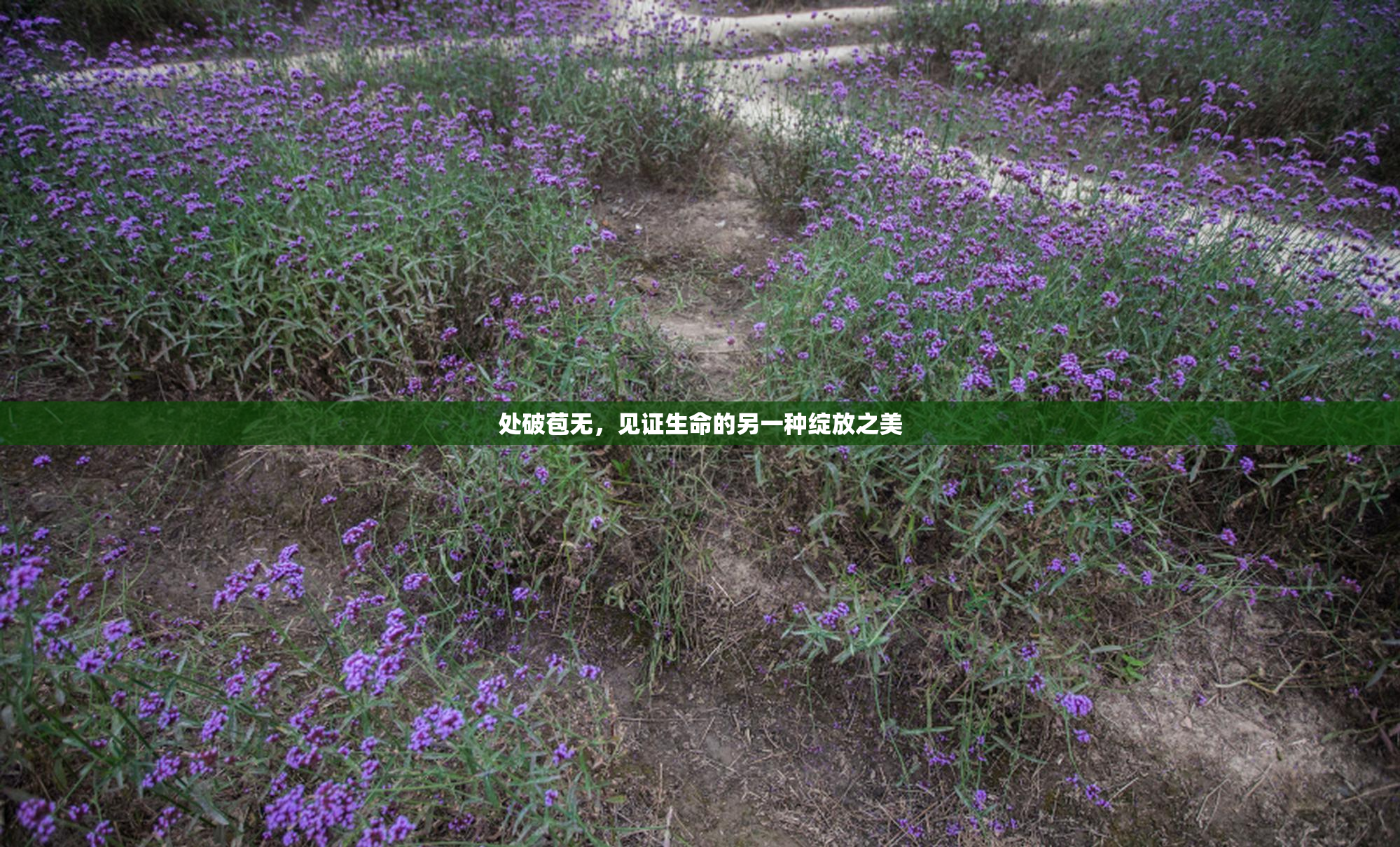 处破苞无，见证生命的另一种绽放之美