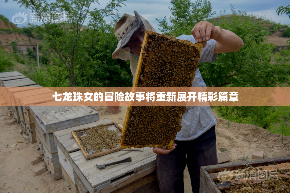 七龙珠女的冒险故事将重新展开精彩篇章