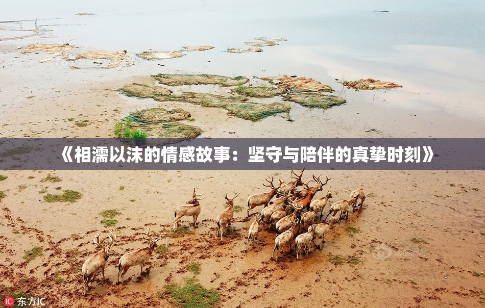 《相濡以沫的情感故事：坚守与陪伴的真挚时刻》