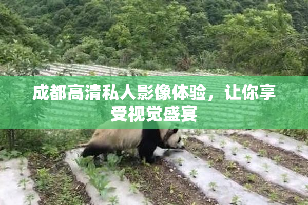 成都高清私人影像体验，让你享受视觉盛宴