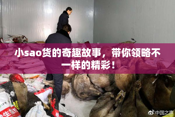 小sao货的奇趣故事，带你领略不一样的精彩！