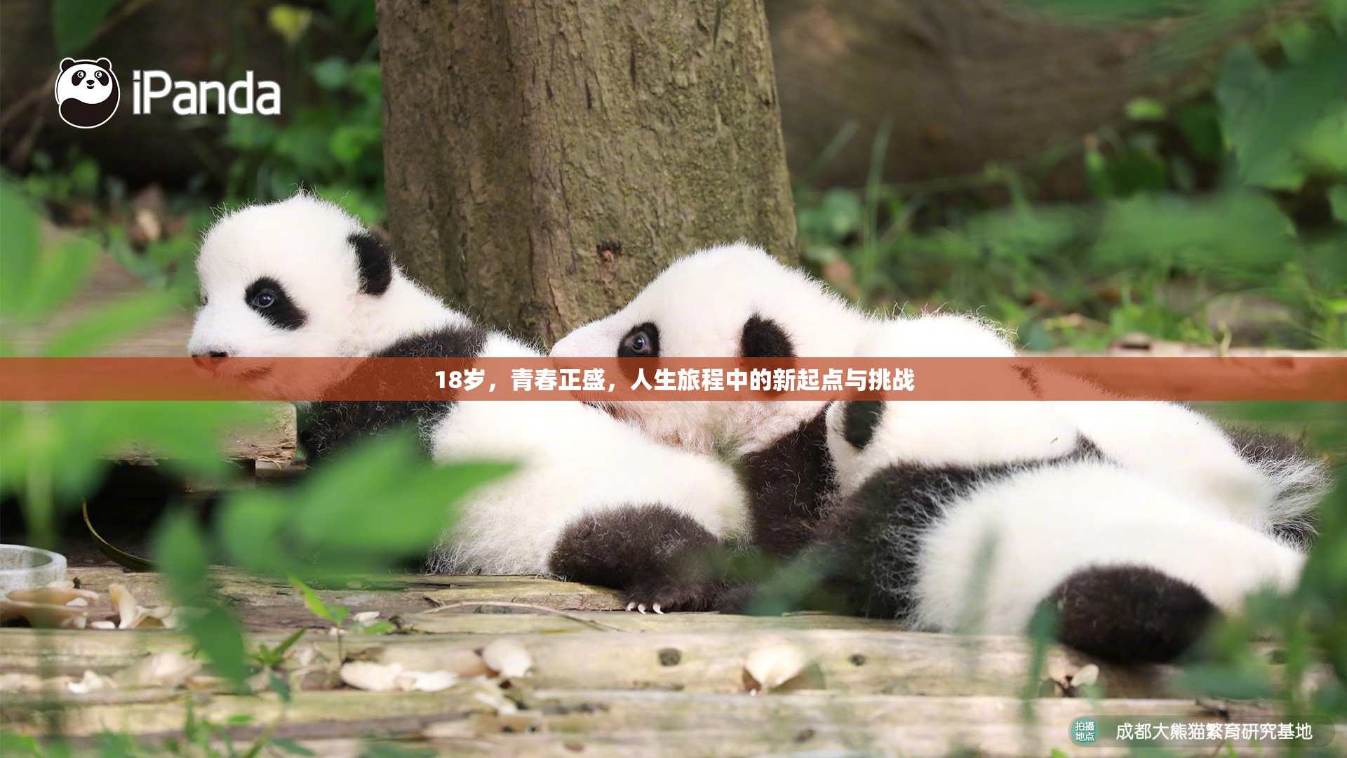 18岁，青春正盛，人生旅程中的新起点与挑战