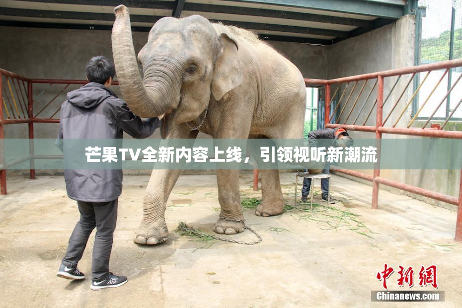 芒果TV全新内容上线，引领视听新潮流