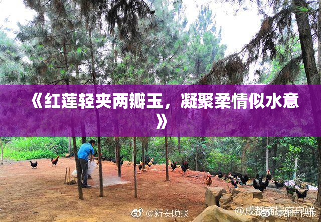 《红莲轻夹两瓣玉，凝聚柔情似水意》