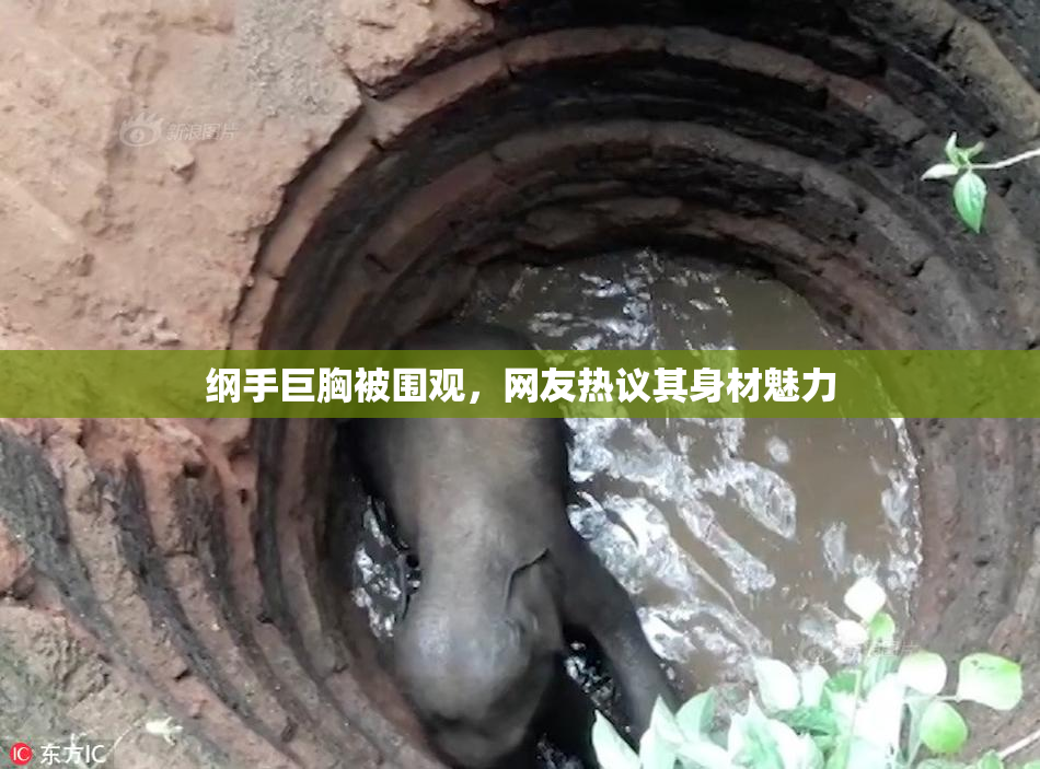纲手巨胸被围观，网友热议其身材魅力