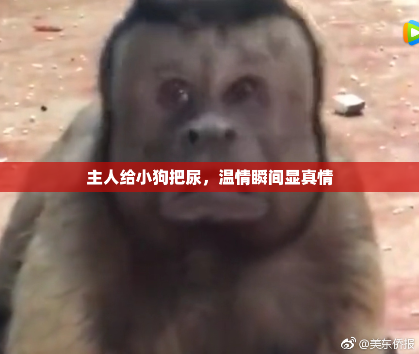 主人给小狗把尿，温情瞬间显真情