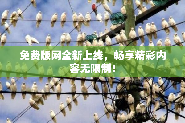 免费版网全新上线，畅享精彩内容无限制！