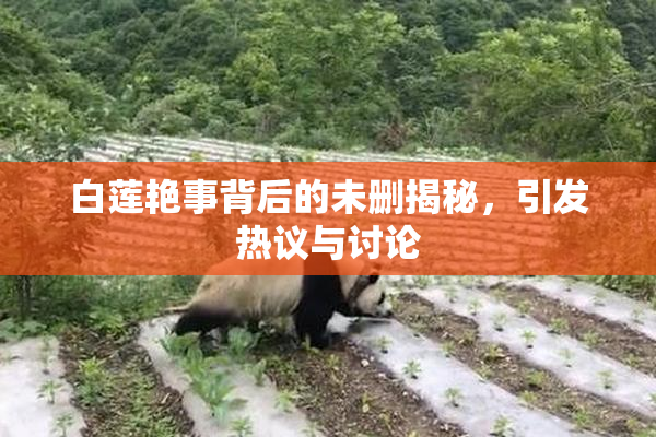 白莲艳事背后的未删揭秘，引发热议与讨论