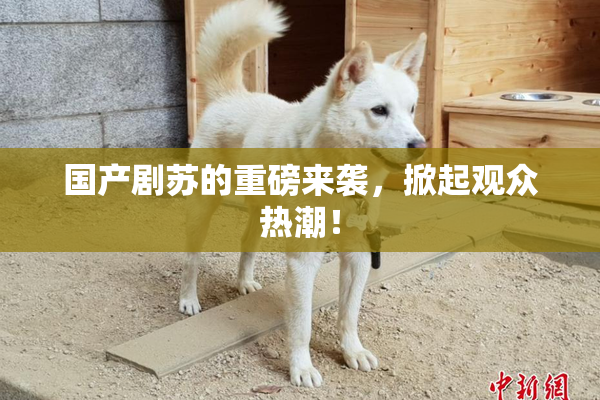 国产剧苏的重磅来袭，掀起观众热潮！