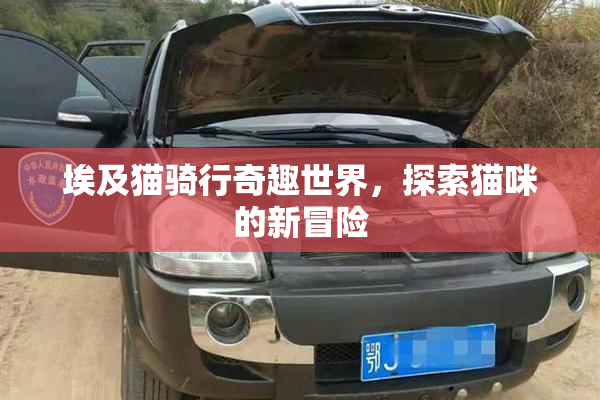 埃及猫骑行奇趣世界，探索猫咪的新冒险
