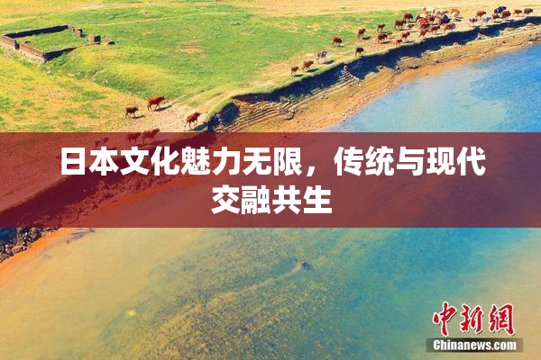 日本文化魅力无限，传统与现代交融共生