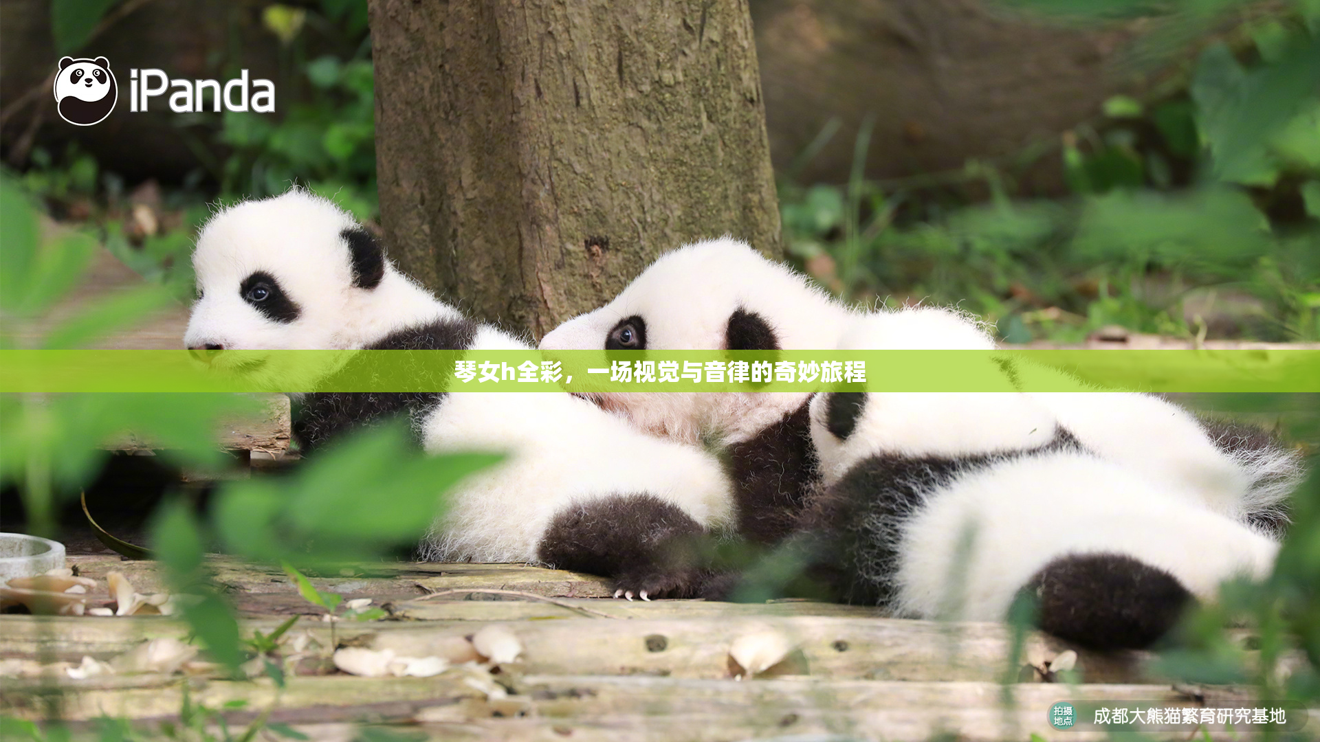 琴女h全彩，一场视觉与音律的奇妙旅程