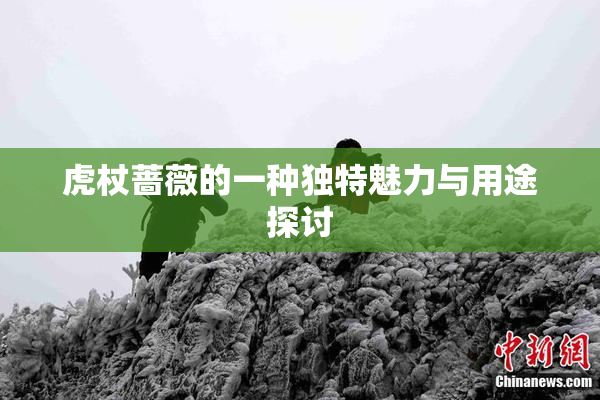 虎杖蔷薇的一种独特魅力与用途探讨