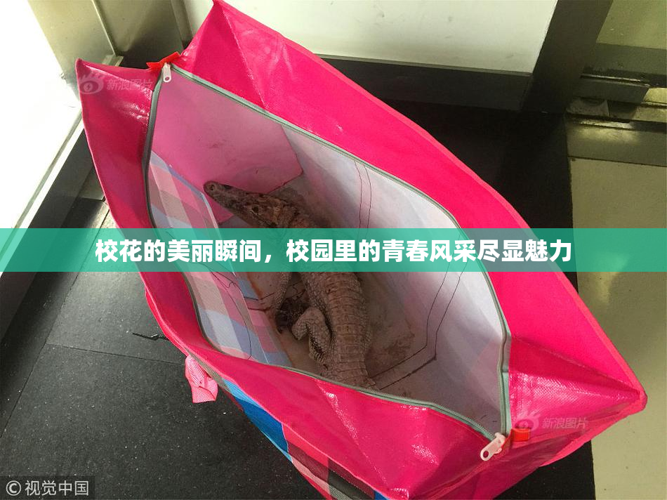 校花的美丽瞬间，校园里的青春风采尽显魅力