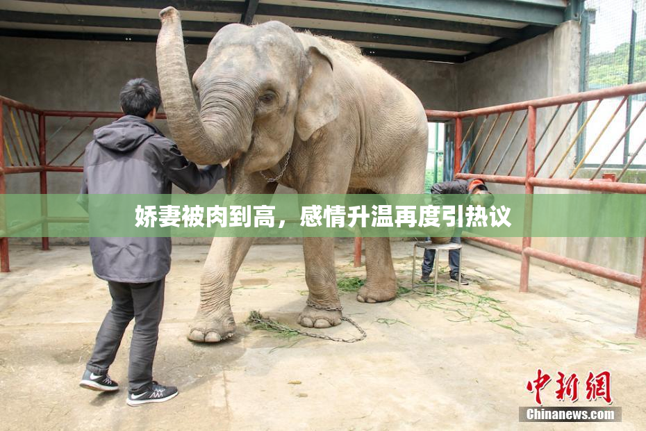 娇妻被肉到高，感情升温再度引热议