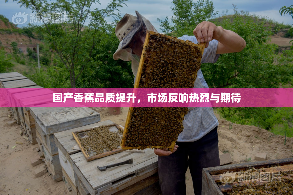 国产香蕉品质提升，市场反响热烈与期待