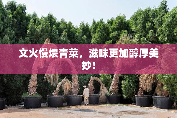 文火慢煨青菜，滋味更加醇厚美妙！