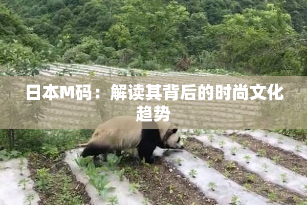 日本M码：解读其背后的时尚文化趋势